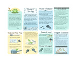 Raising Frogs: A Basic Guide by Kaci Pederson